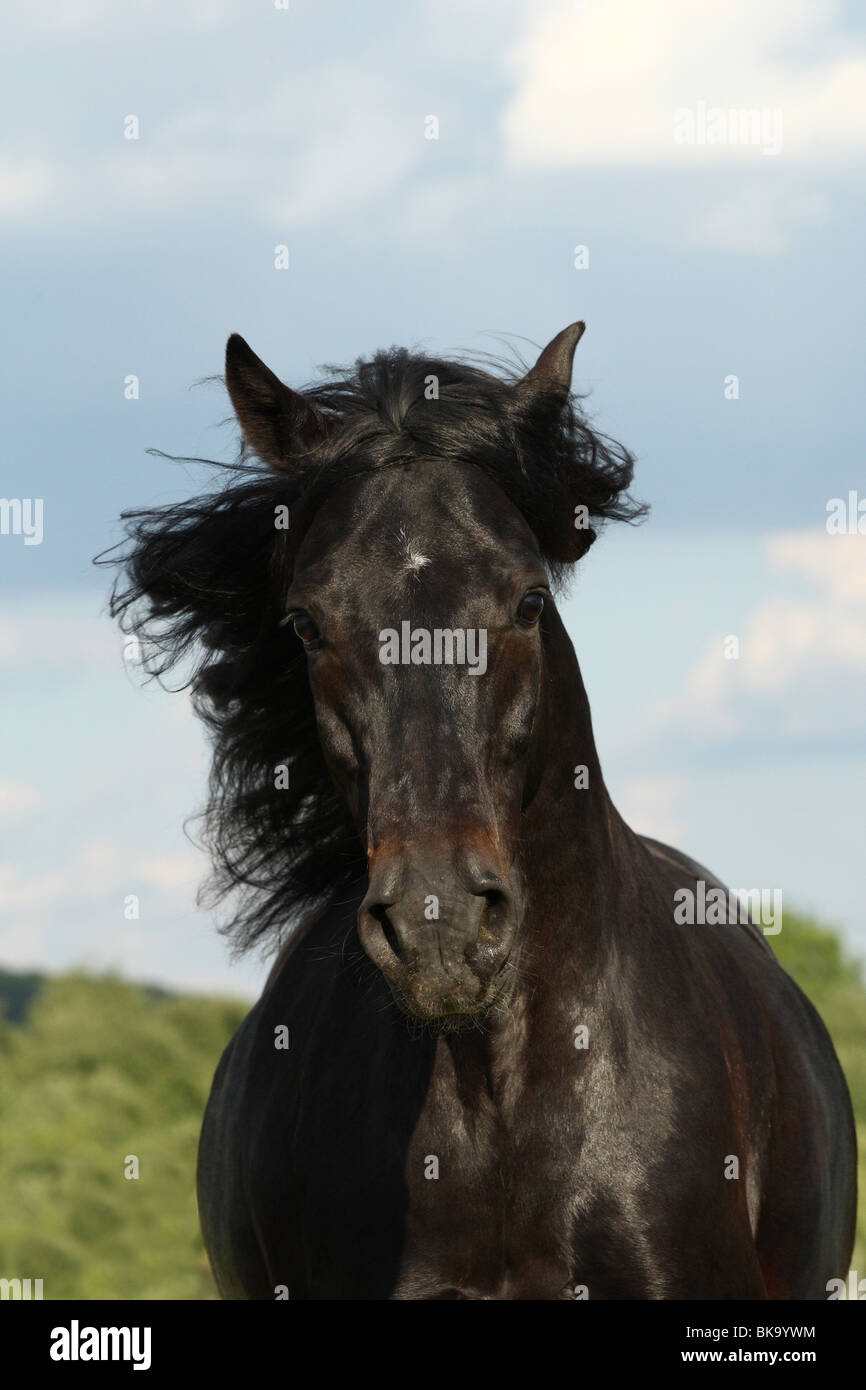 Connemaras hi-res stock photography and images - Alamy