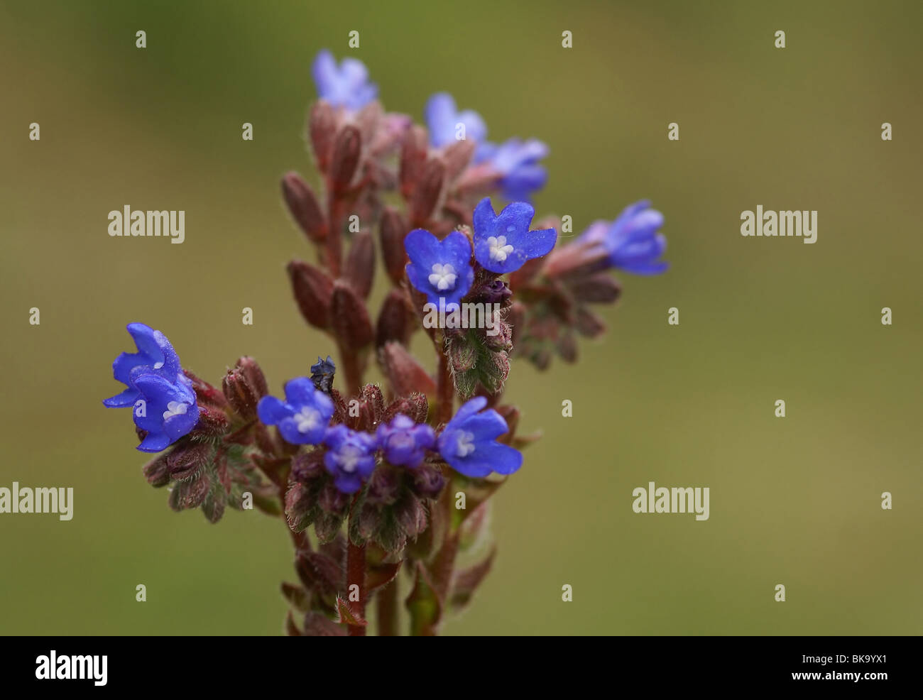 Macro image of the blue flowers of the Alkanet Stock Photo