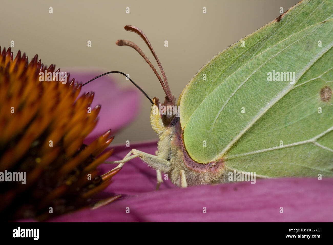 close-up of the brimstone nectar drinking from a flower Stock Photo