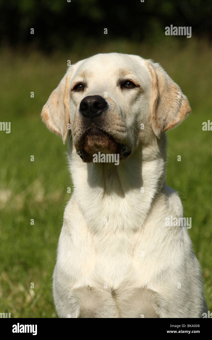 young Labrador Retriever Stock Photo Alamy