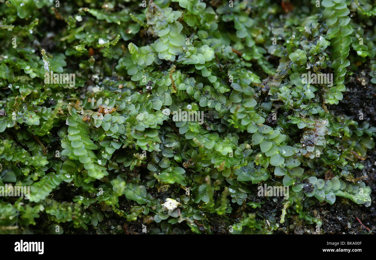 Macro image of Calypogeia muelleriana Stock Photo