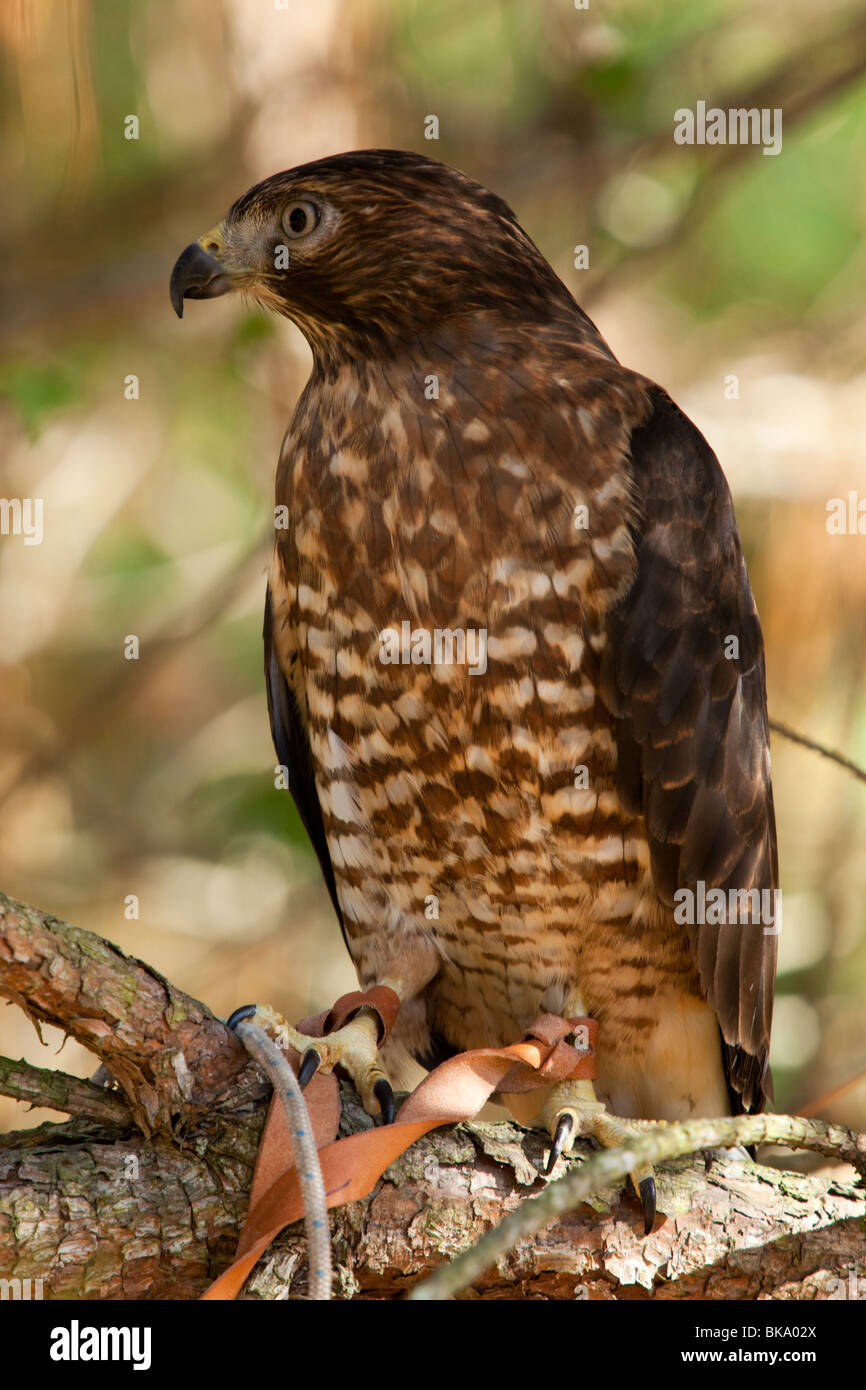 River Hawk Stock Photos & River Hawk Stock Images Alamy