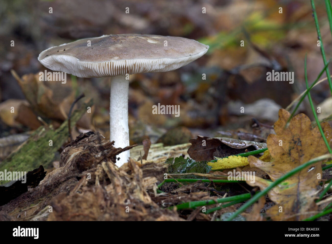 Deer Mushroom between the fallen leaves Stock Photo