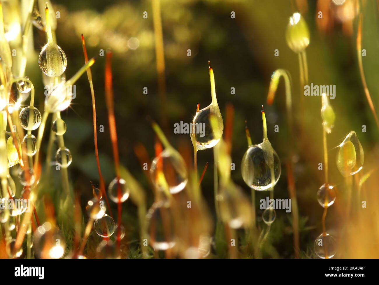 Sporenkapsels van krulmosjes met druppels, glinsterend in het zonlicht. Stock Photo