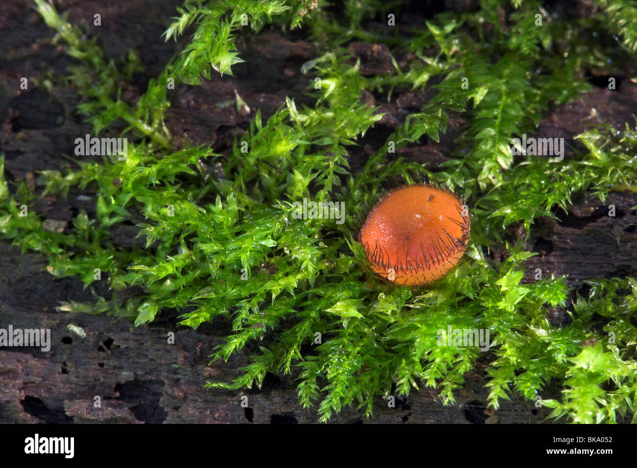 orange  eyelash cup fungus between green moss Stock Photo