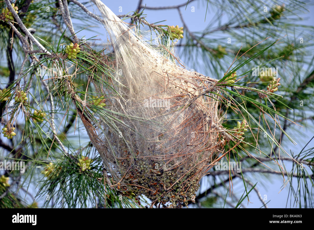 Tree in caterpillar web hires stock photography and images Alamy
