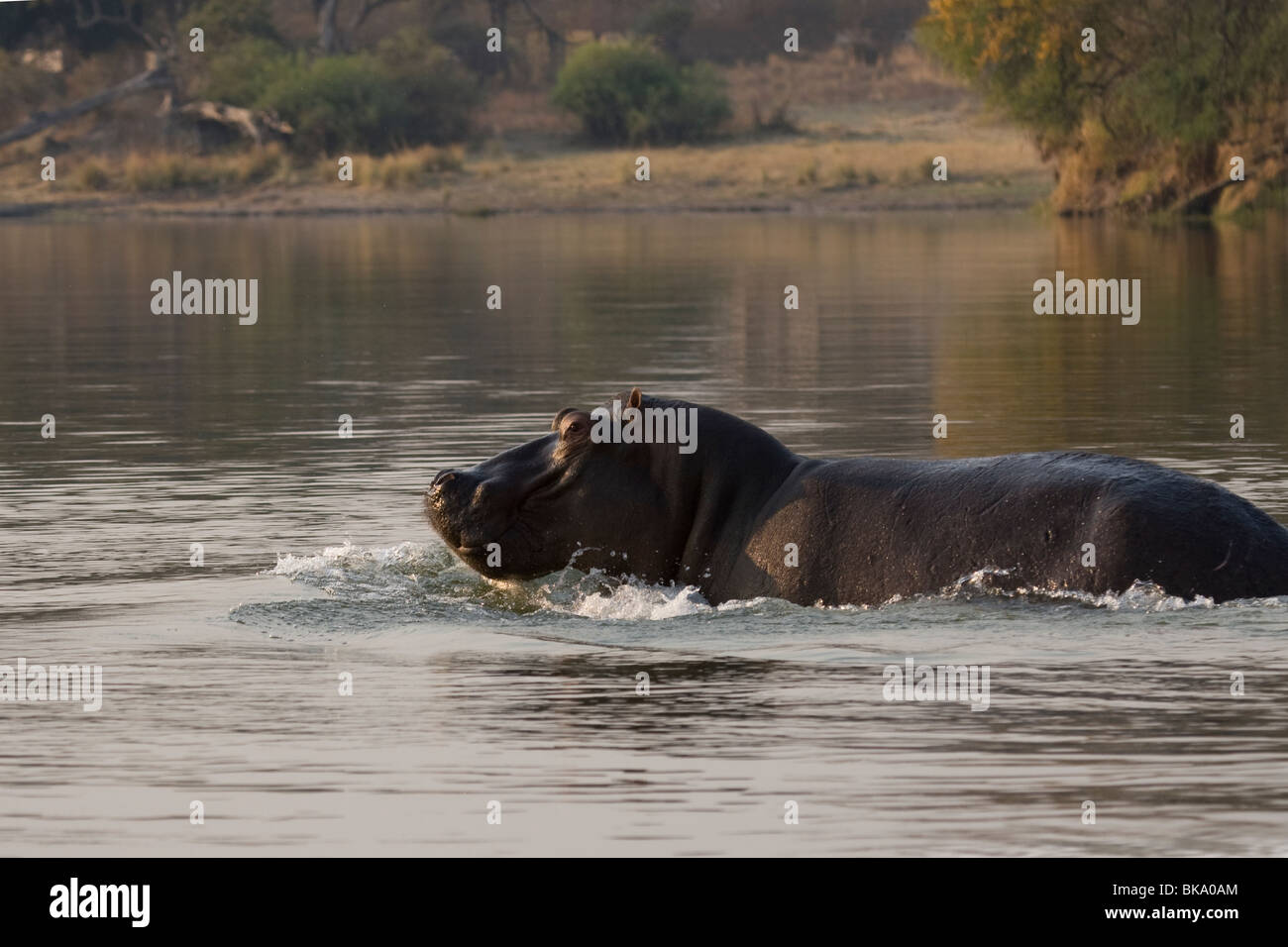 Hippopotamus running in the water (Hippopotamus amphibius) Stock Photo