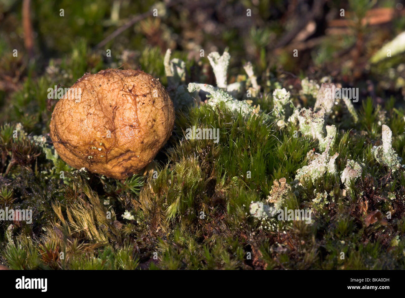 Yellow false truffel on moss and lichens Stock Photo