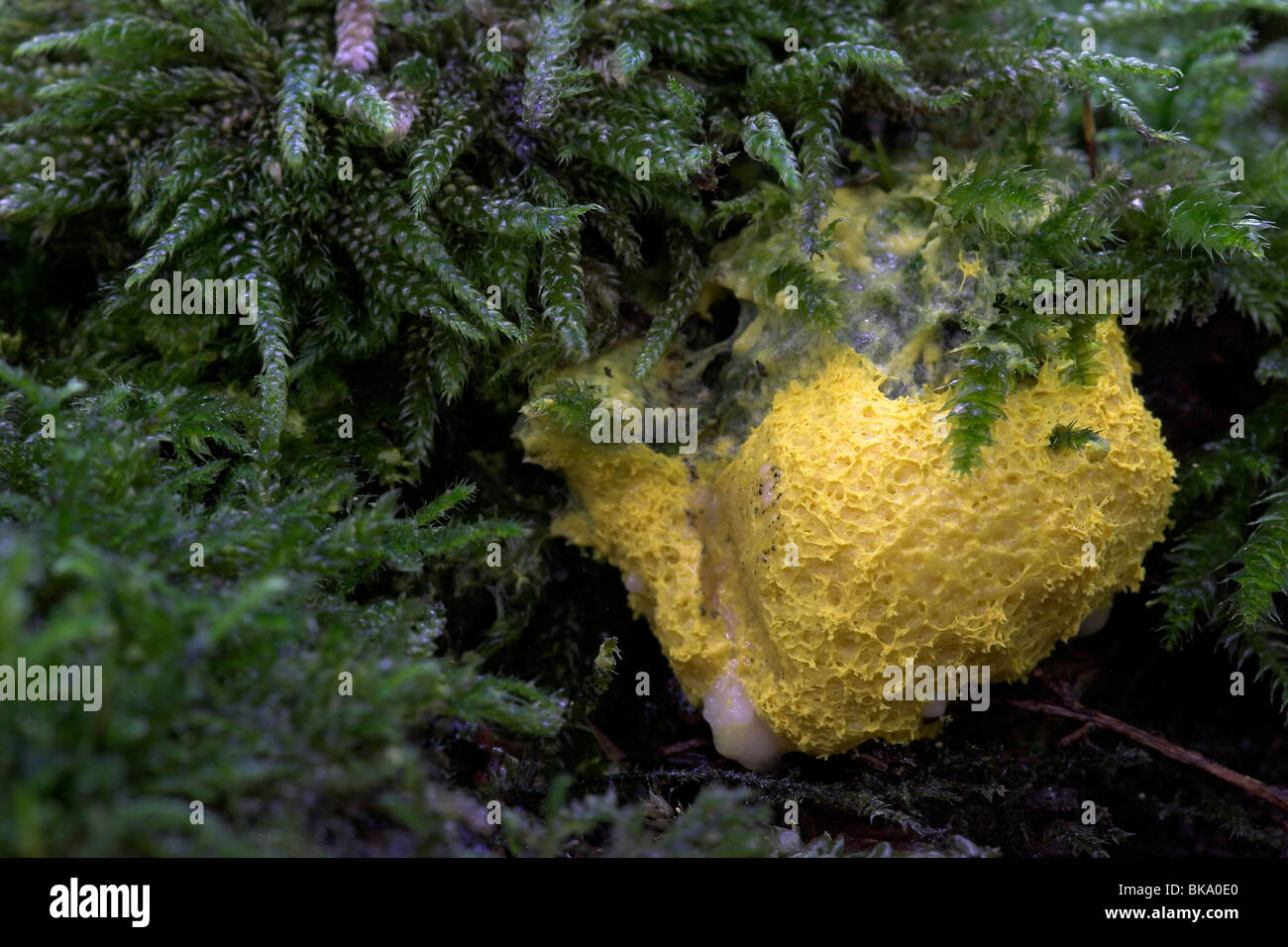 Yellow  Dog's Vomit Slime Mold between green moss Stock Photo