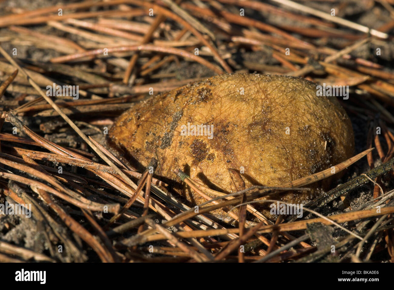Yellow false truffel between fir needles Stock Photo