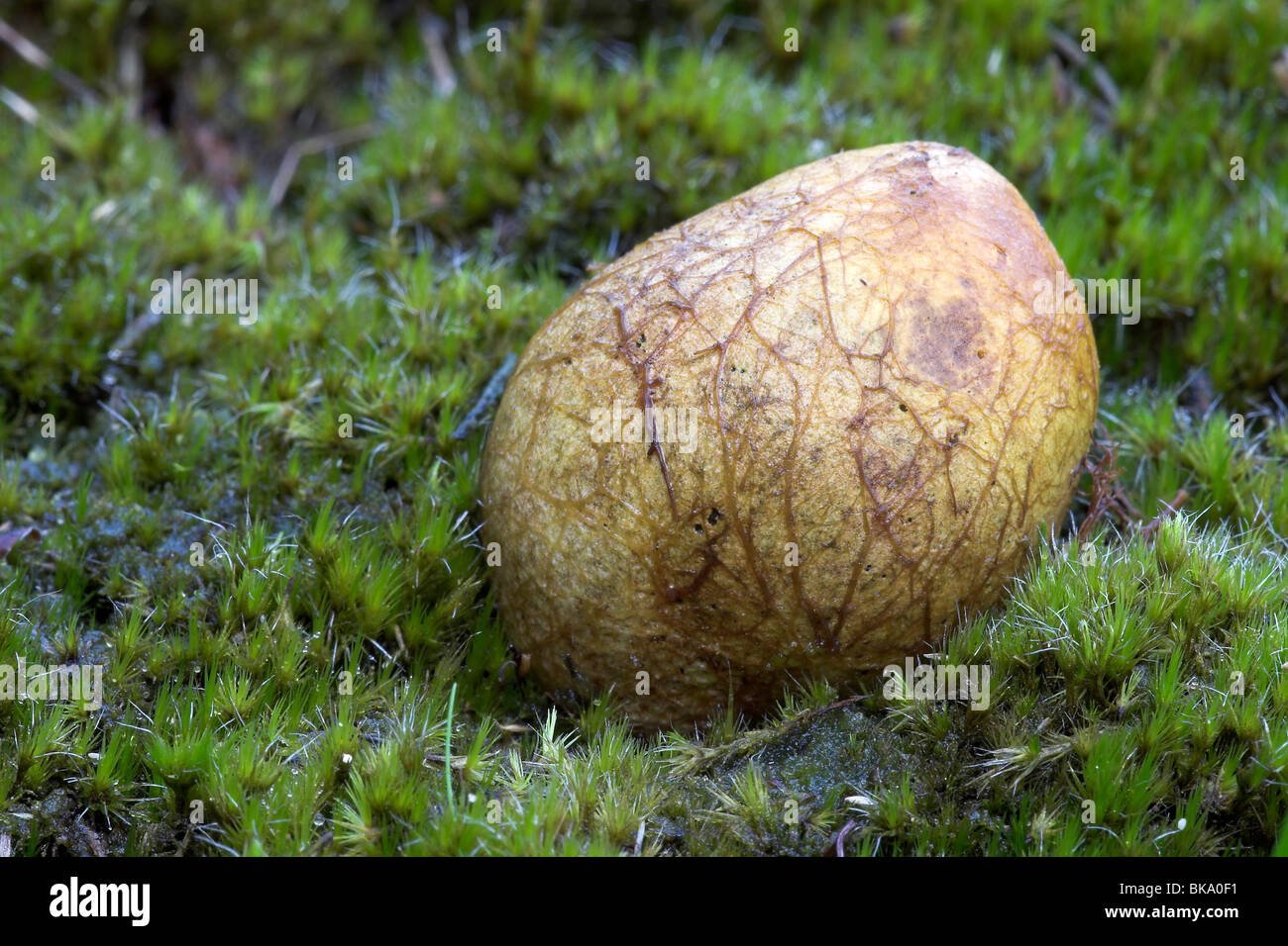 Yellow false truffel on green mos Stock Photo