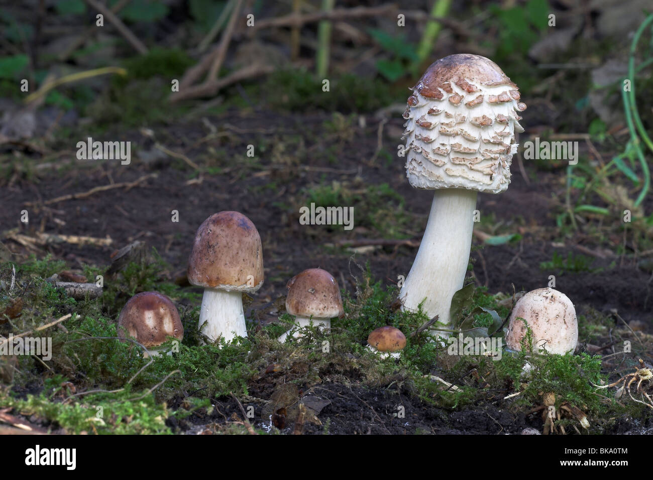 six Shaggy Parasols in a row Stock Photo