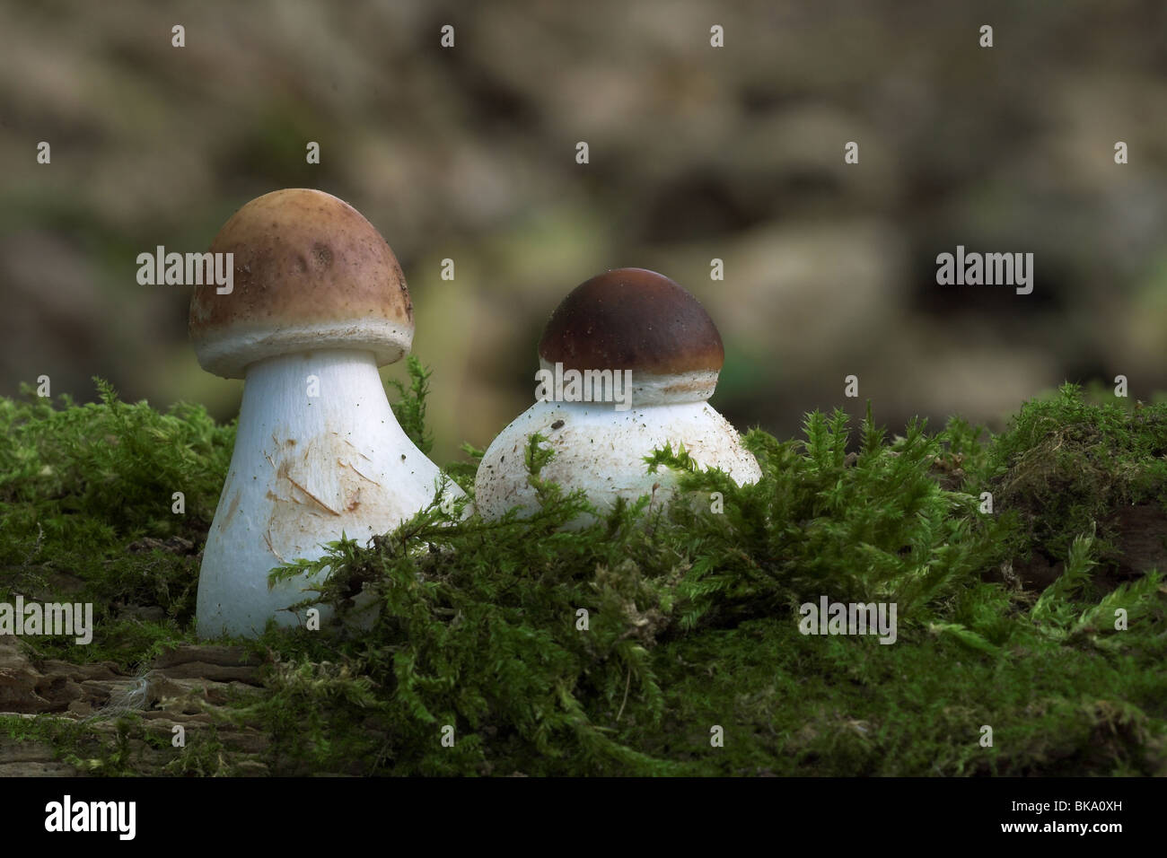 Two young Shaggy Parasols Stock Photo