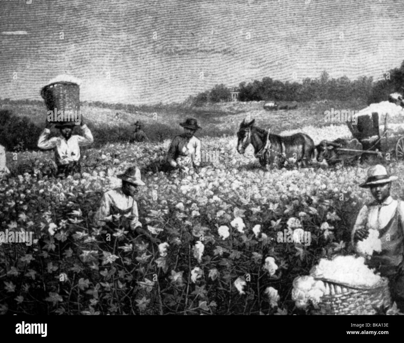 cotton plantations slavery