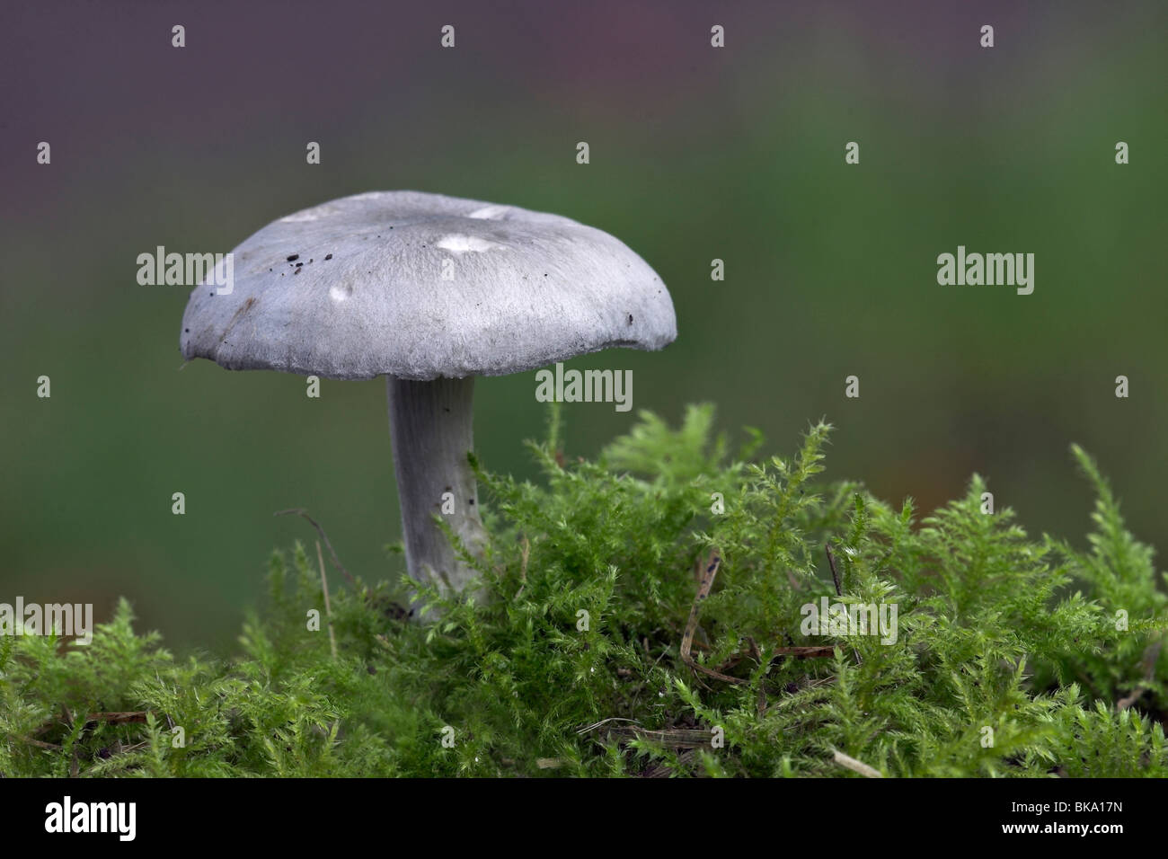 Crab brittlegill between green moss Stock Photo Alamy