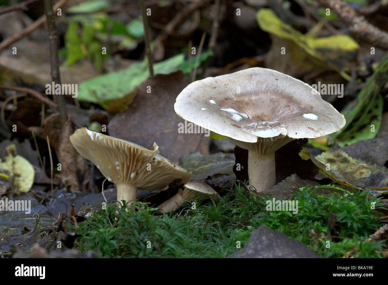 Lactarius hortensis on moss between leaves Stock Photo