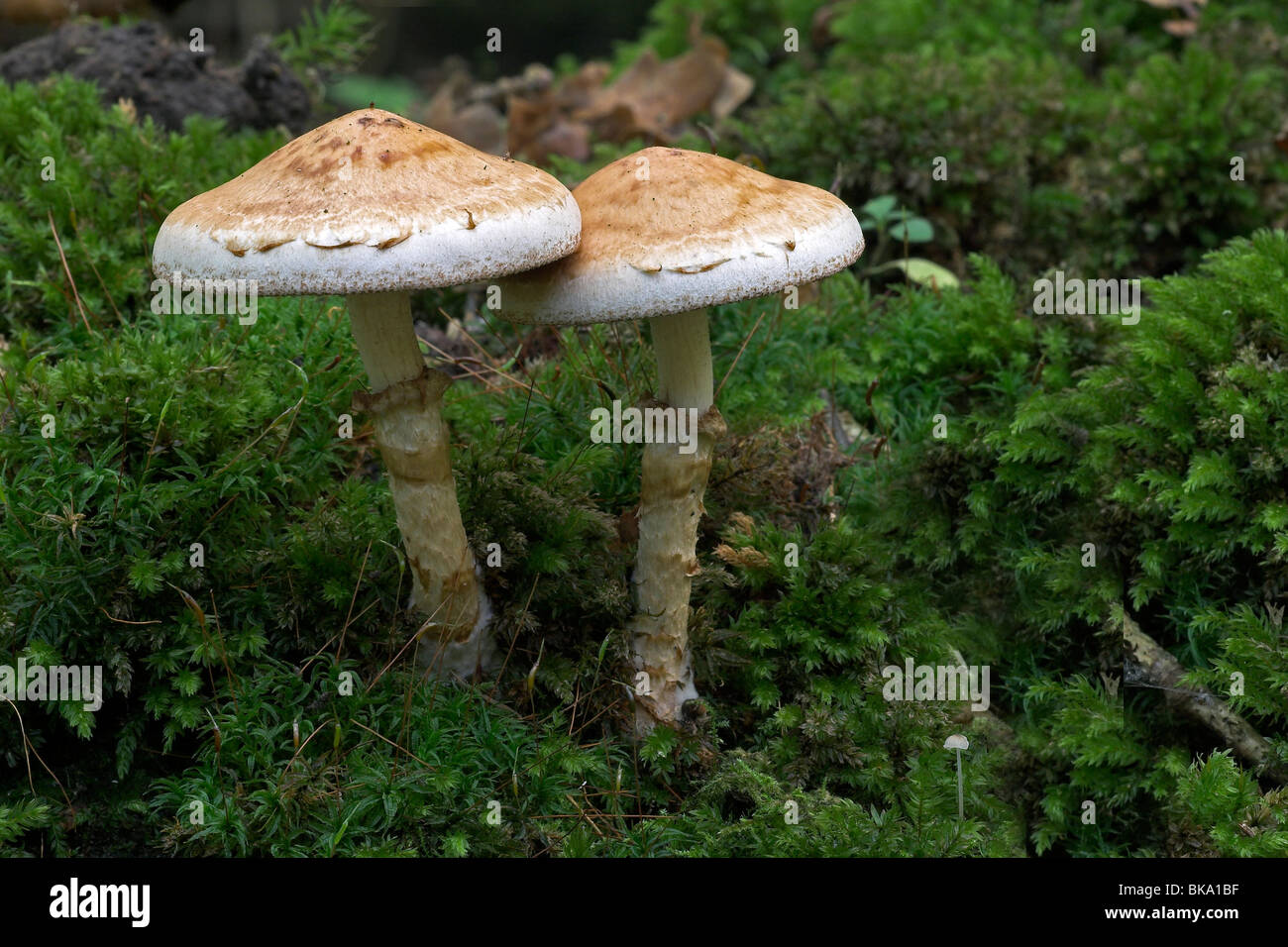 Two rooting toadstools between the green moss Stock Photo