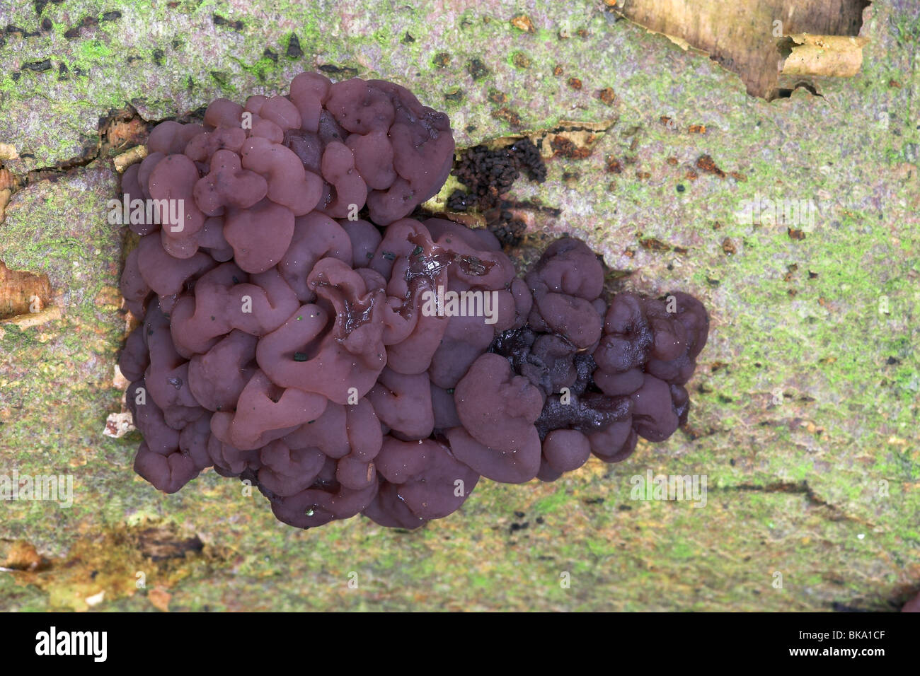 Purple Peck seaver on bark Stock Photo