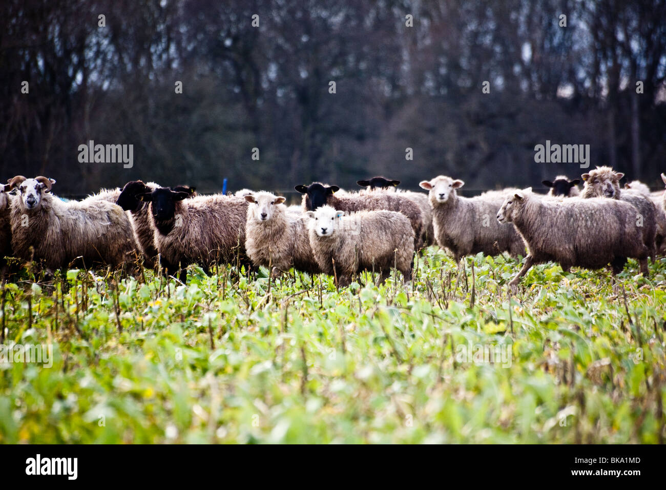 Sheep Grazing in a Turnip field, over winter. The turnips are grown