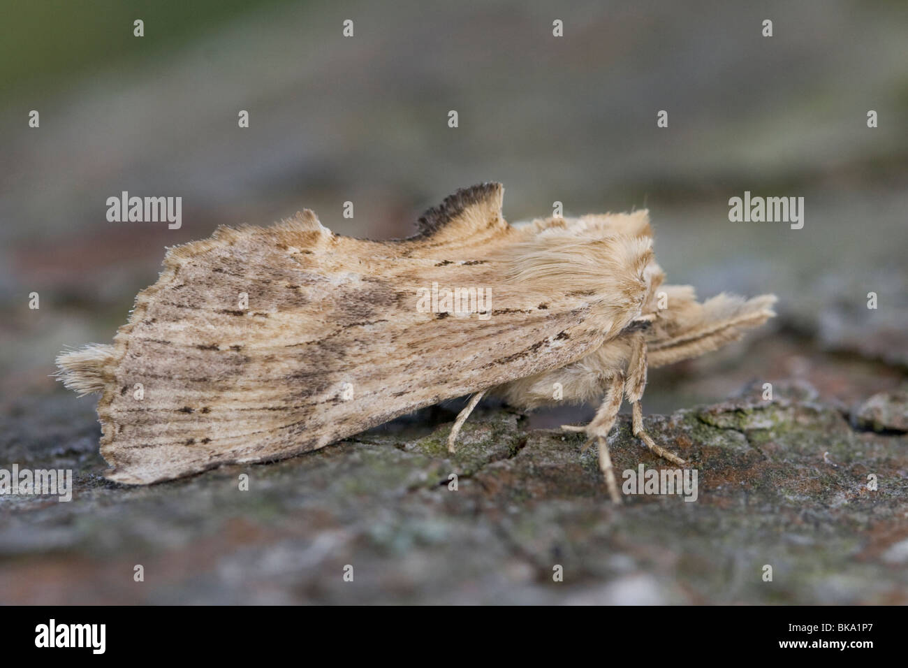 A Pale Prominent (Pterostoma palpina) resting on the bark of a branch. Stock Photo