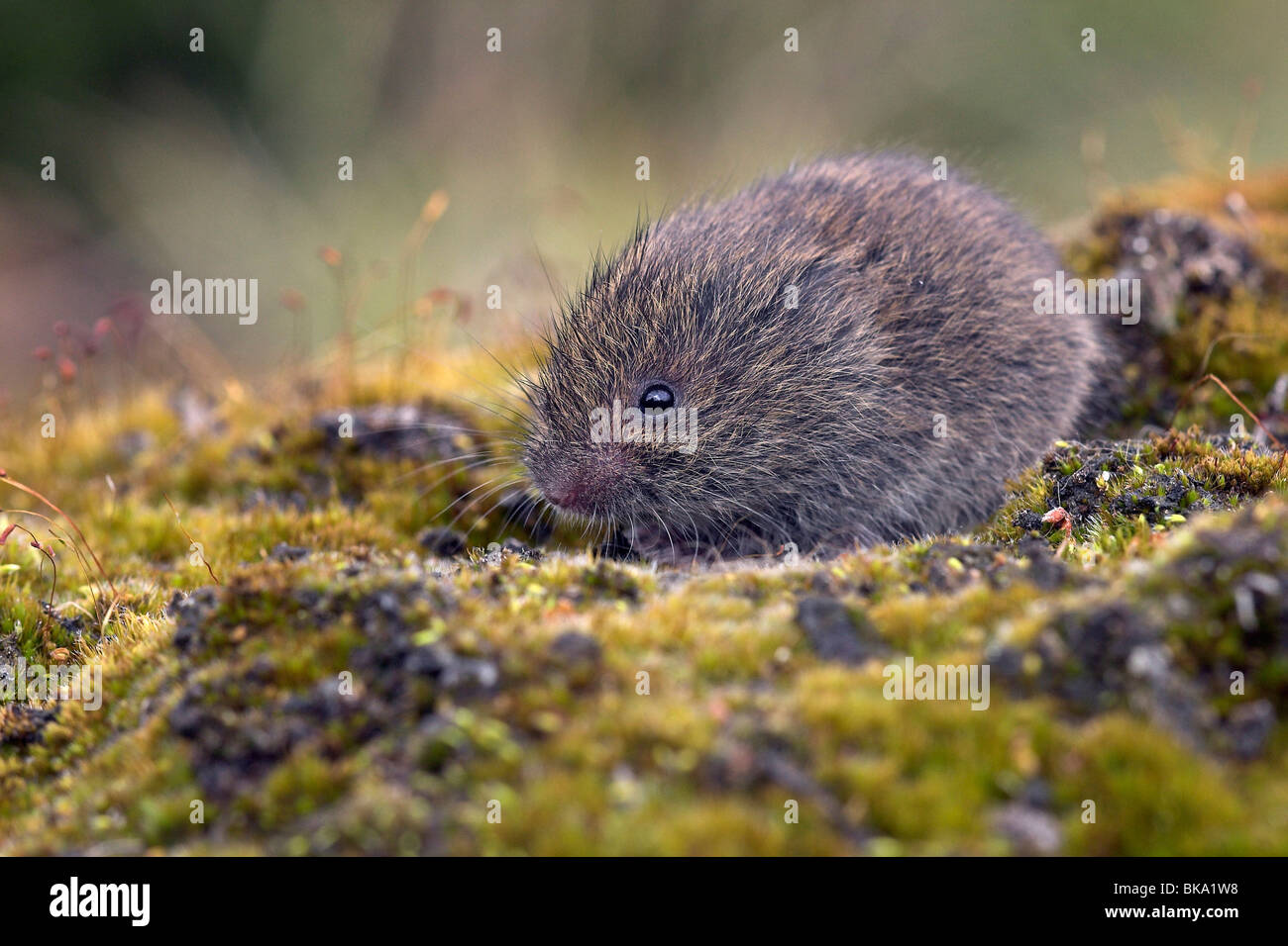 field vole on moss Stock Photo Alamy