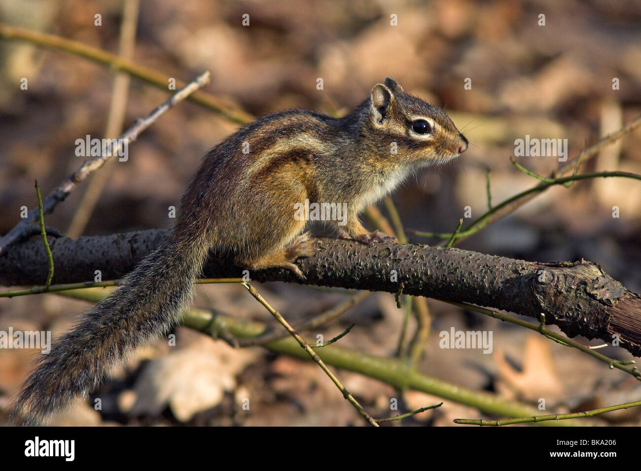 Siberian Chipmunk on a branch in a park Stock Photo