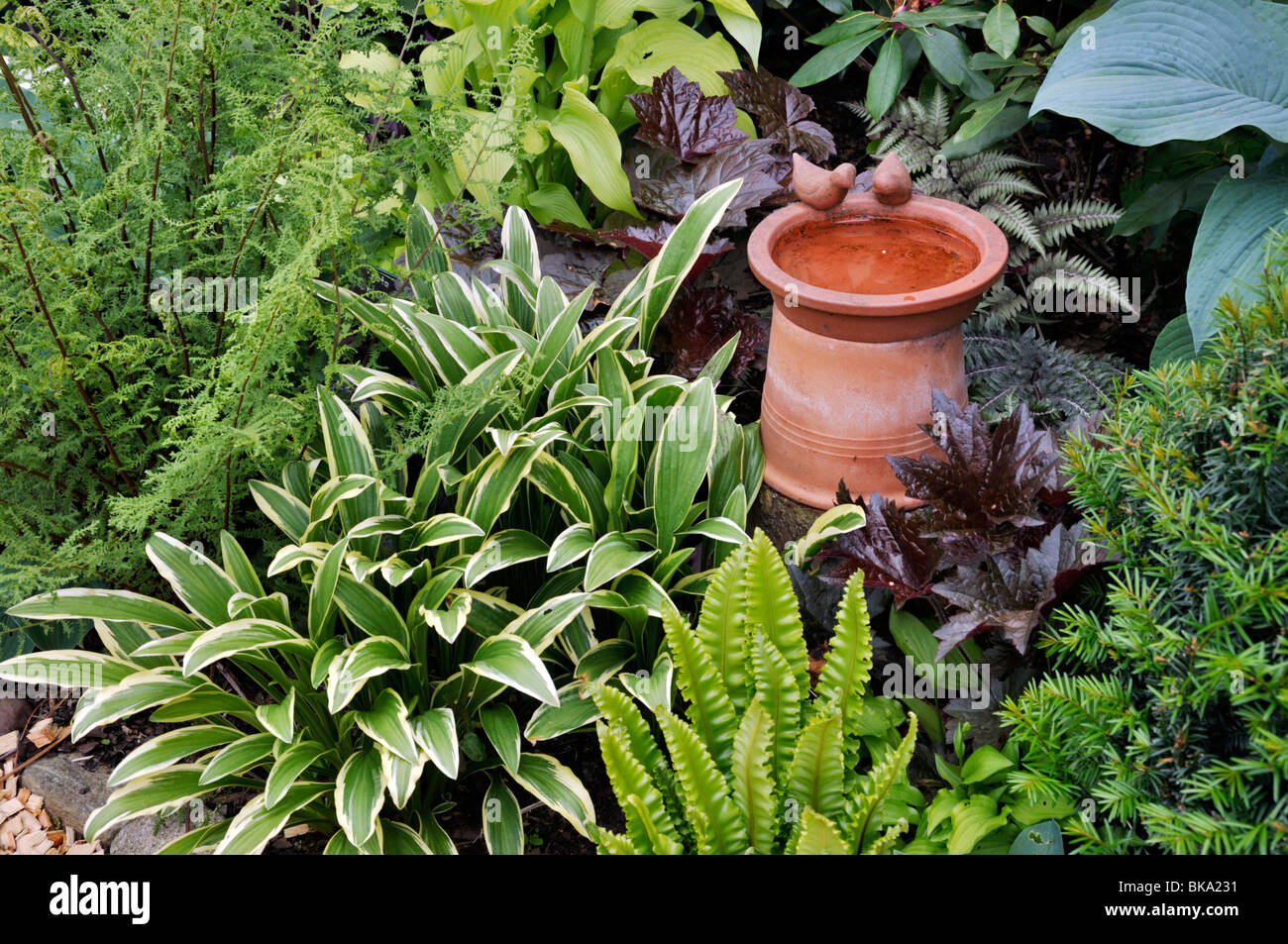Plantain lilies (Hosta), hart's tongue fern (Asplenium scolopendrium syn. Phyllitis scolopendrium) and alumroots (Heuchera) with bird bath. Design: Stock Photo