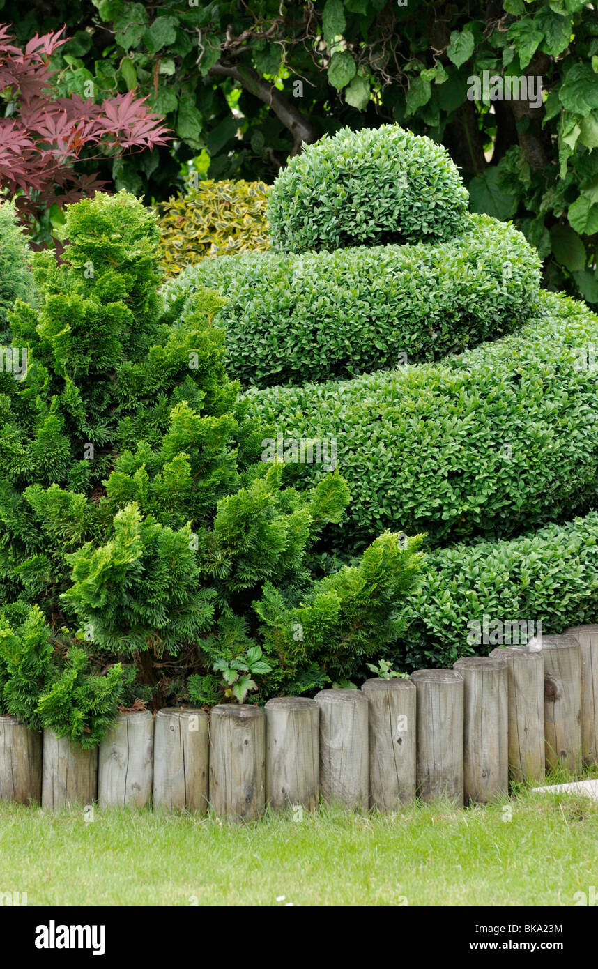 Common boxwood (Buxus sempervirens) with spiral shape Stock Photo