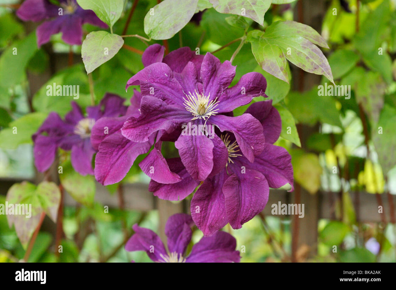 Clematis (Clematis Etoile Violette) Stock Photo