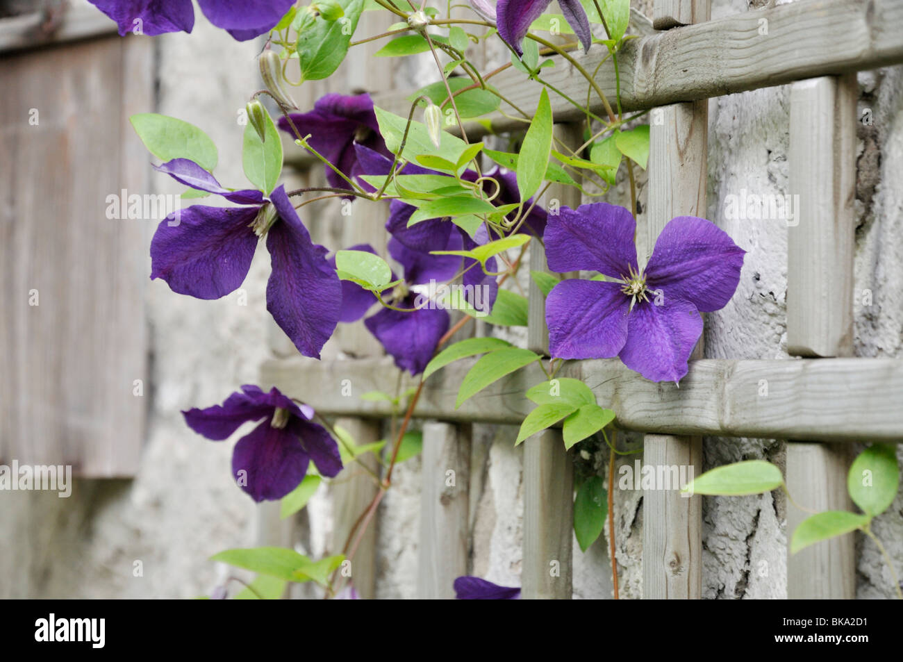 Clematis (Clematis x jackmanii Stock Photo - Alamy