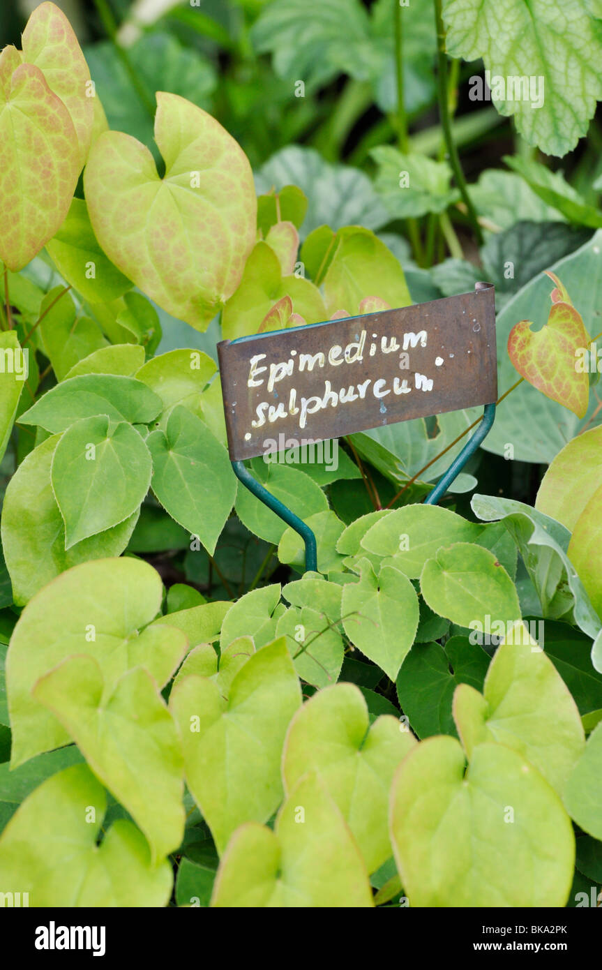 Barrenwort (Epimedium x versicolor 'Sulphureum') with plant label Stock Photo