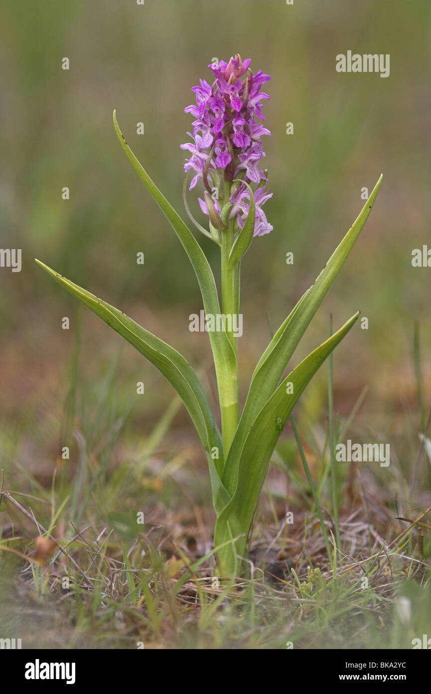 Vleeskleurige orchis; Early Marsh Orchid; Dactylorhiza incarnata Stock Photo
