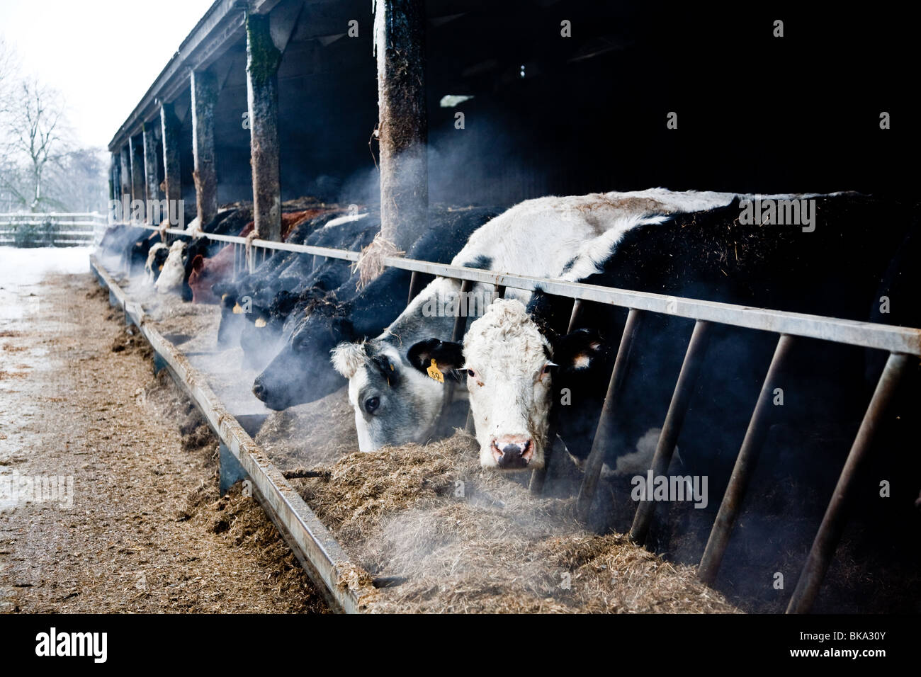 Feeding cattle in winter hires stock photography and images Alamy