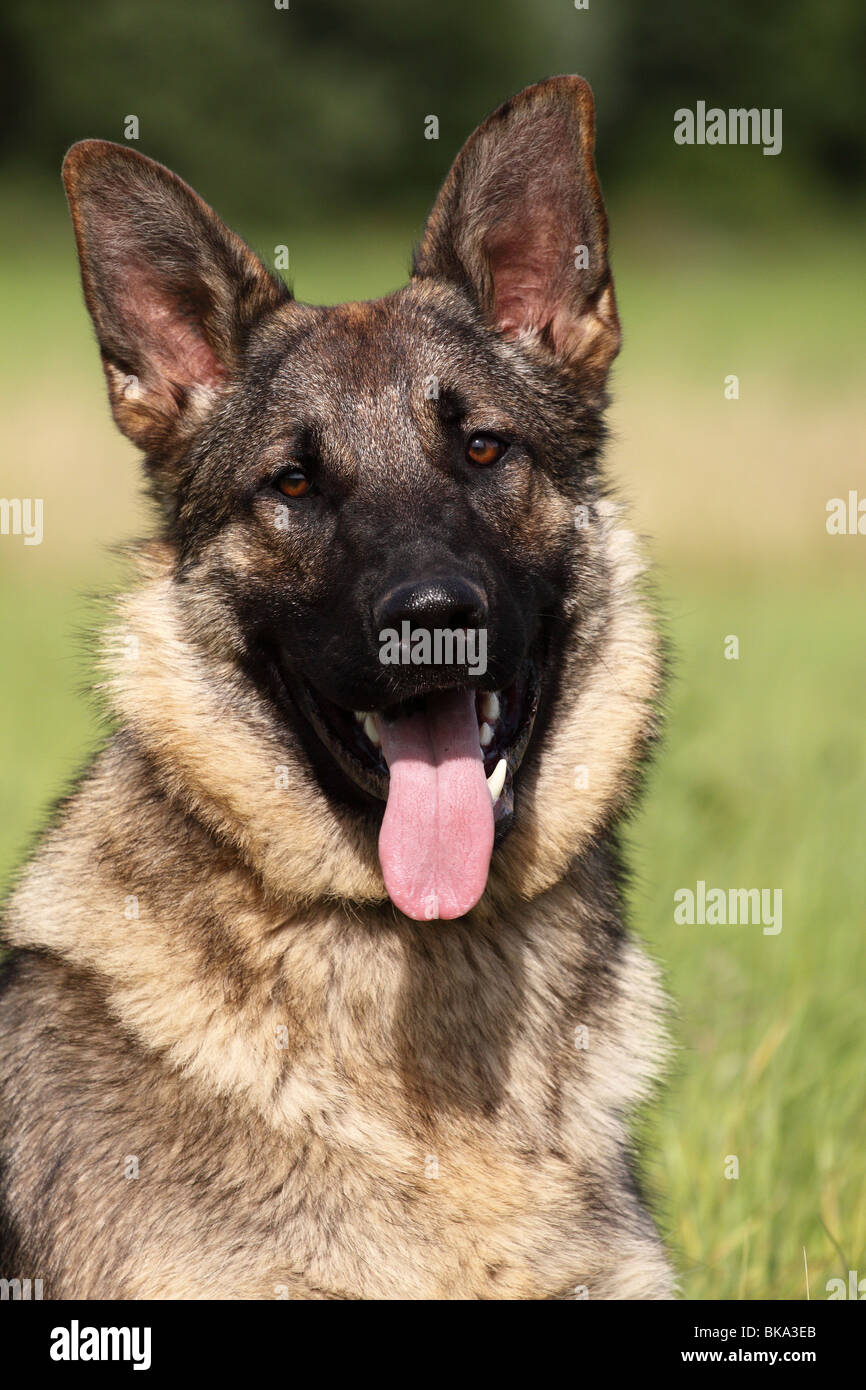 German Shepherd Portrait Stock Photo - Alamy