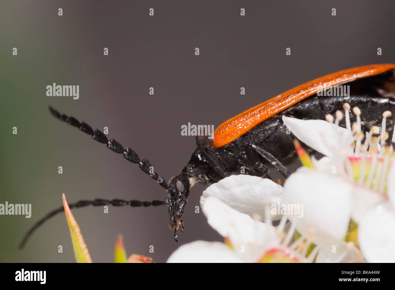 Orange and black lycid beetle which feeds on nectar Stock Photo
