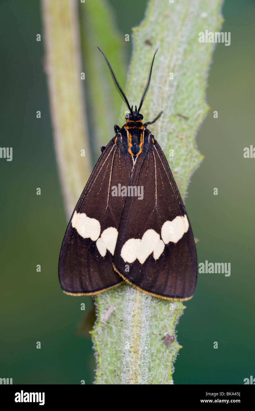 Black and white magpie moth Stock Photo