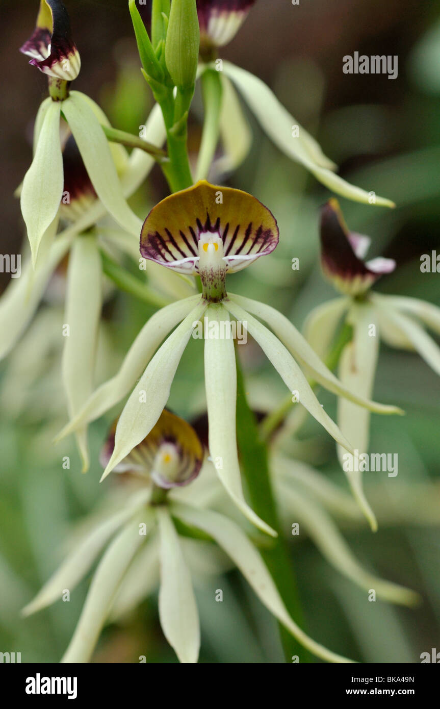 Cockleshell orchid (Epidendrum cochleatum syn. Prosthechea cochleata) Stock Photo