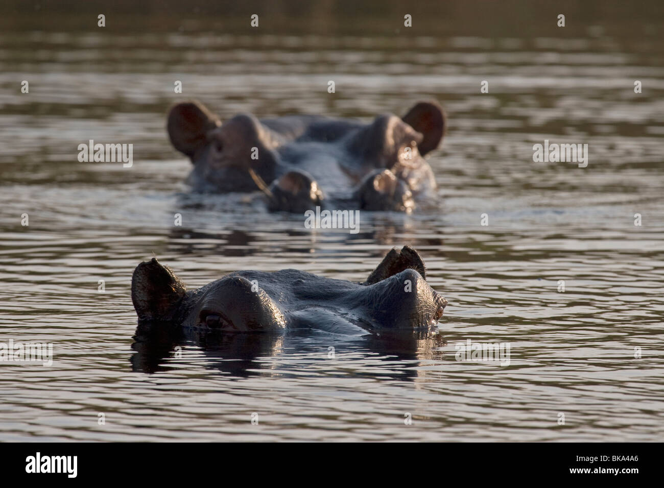 Swimming Hippopotamus (Hippopotamus amphibius) Stock Photo