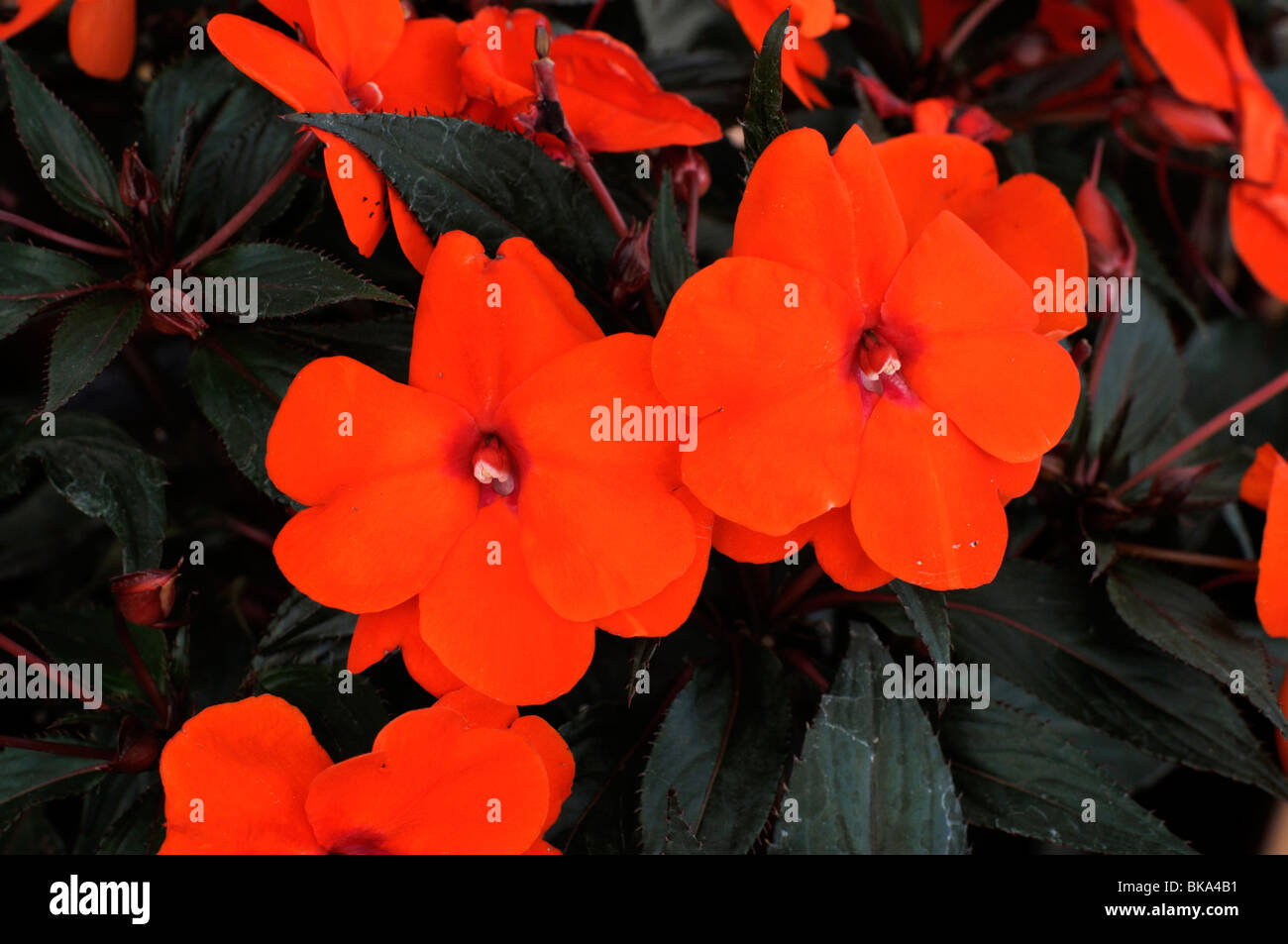 New Guinea impatiens (Impatiens Paradise Tomini Stock Photo Alamy