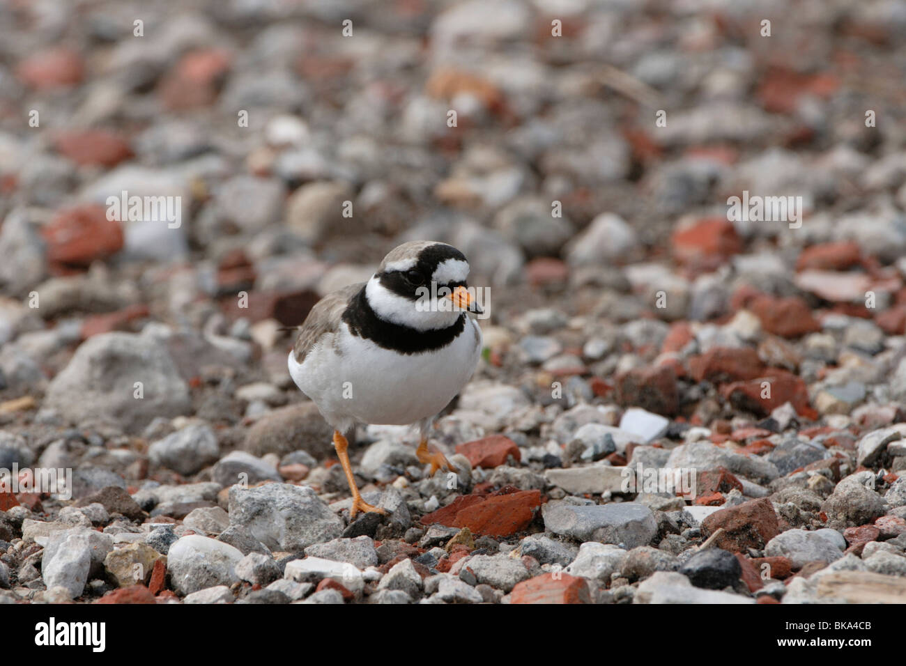 Ringed Plover camouflage Stock Photo
