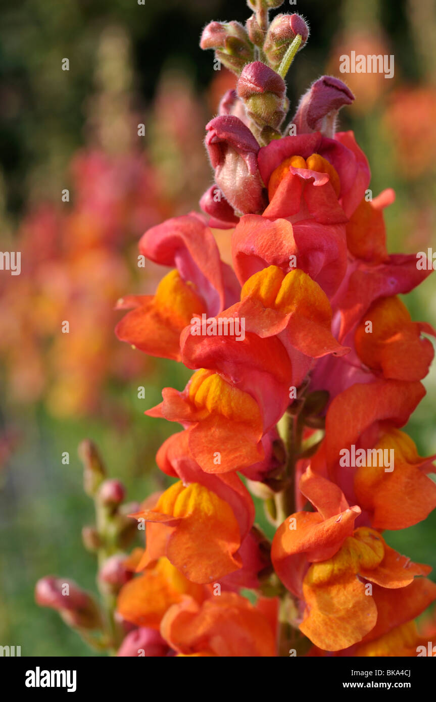 Snapdragon (Antirrhinum majus) Stock Photo