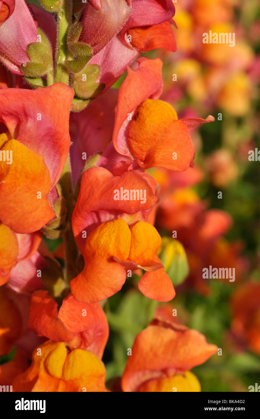 Snapdragon (Antirrhinum majus) Stock Photo