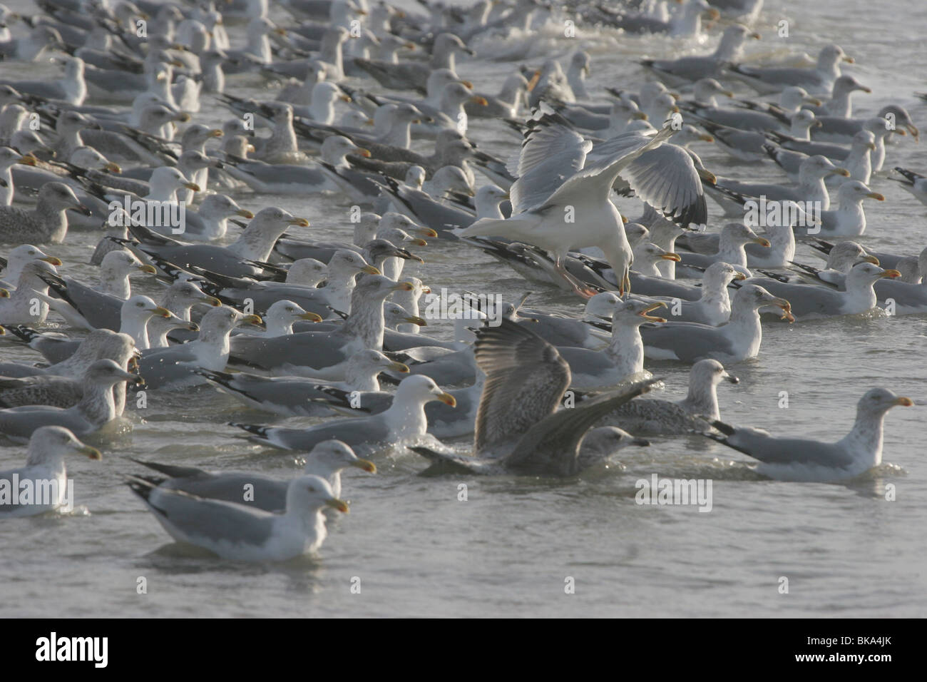 Group of Herring Gulls fishing for seashels Stock Photo Alamy