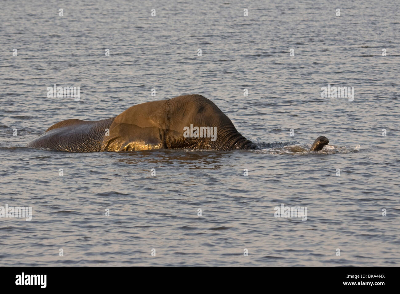 Swimming African elephant (Loxodonta africana) Stock Photo