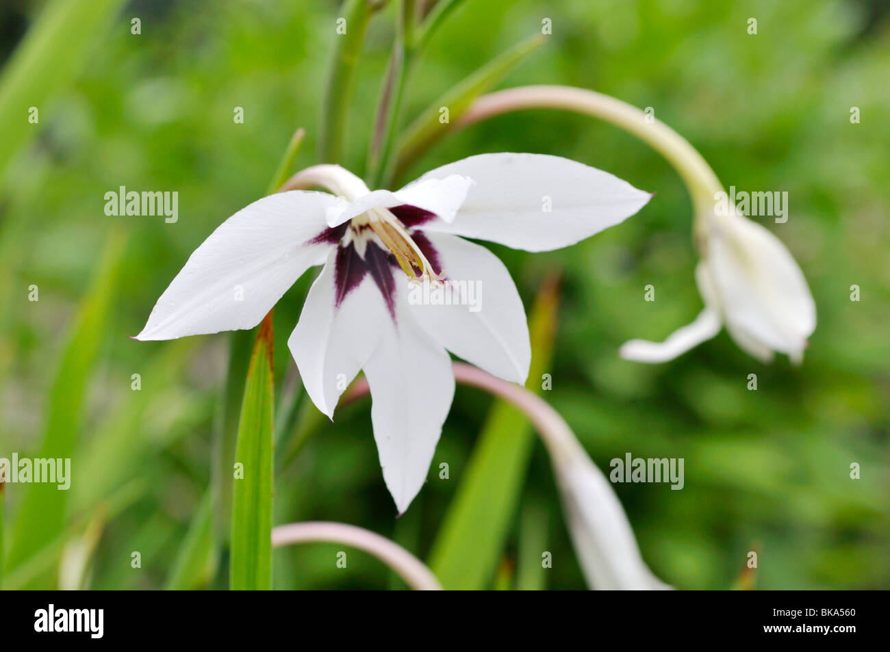 Gladiolus (Gladiolus callianthus var. murielae) Stock Photo