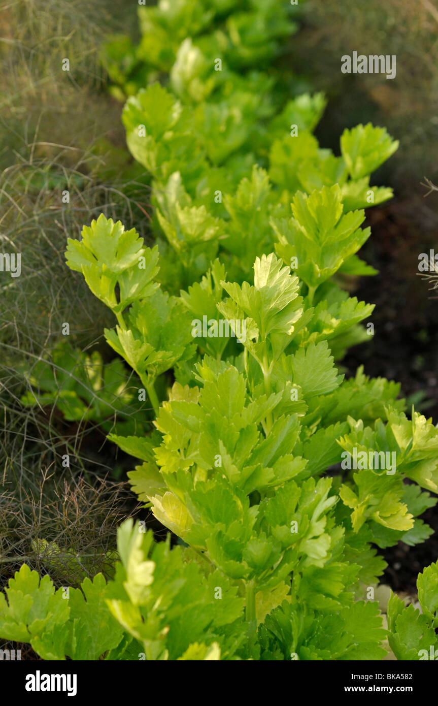 Celeriac (Apium graveolens var. dulce) Stock Photo