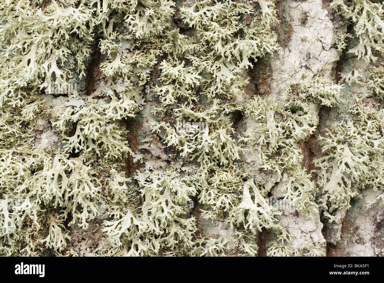 Lichens almost completely cover the bark of a tree. Stock Photo