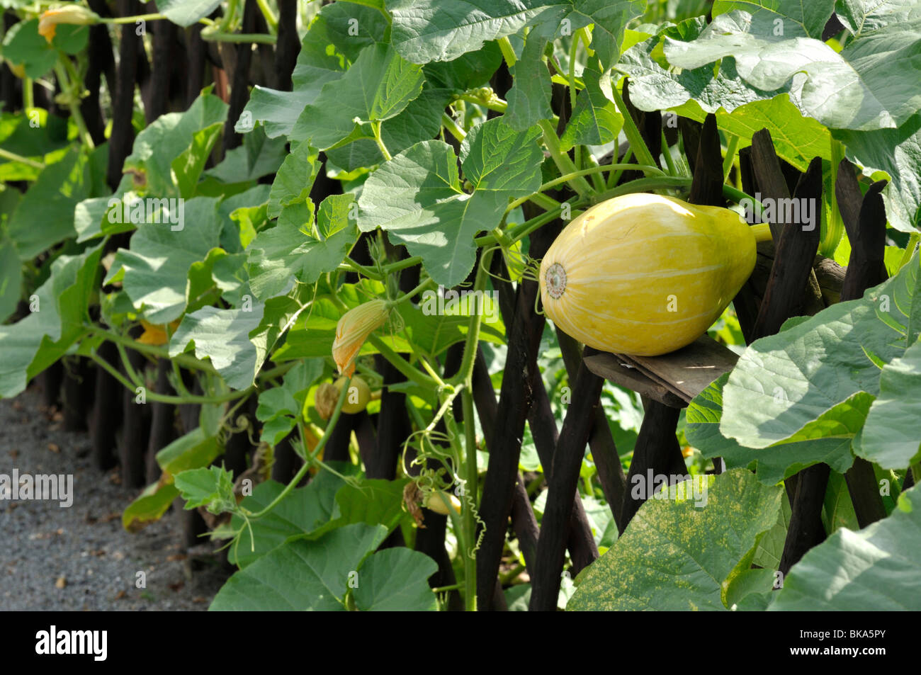 Squash (Cucurbita) growing in a fence Stock Photo