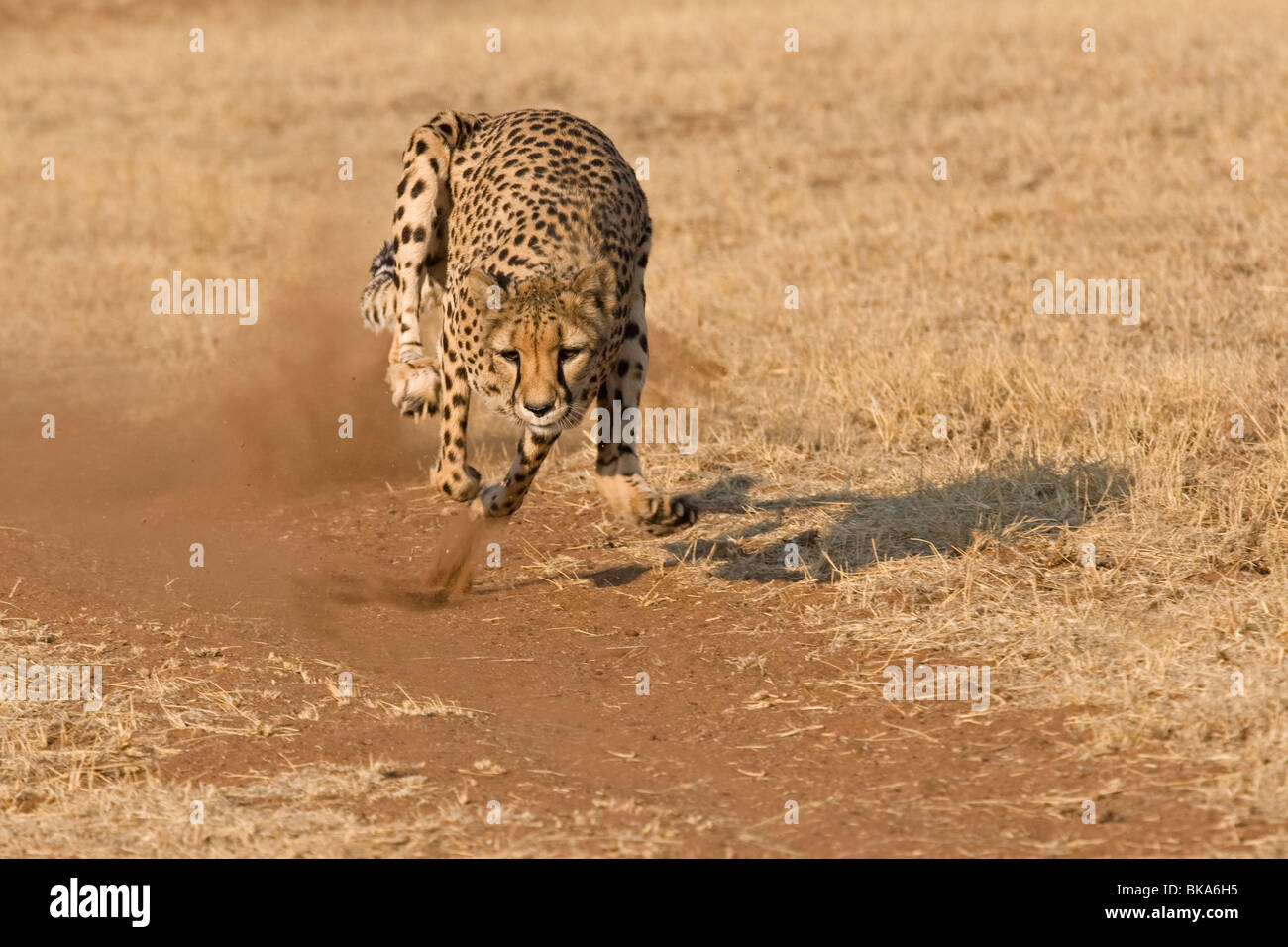 Running Cheetah (Acinonyx jubatus) Stock Photo