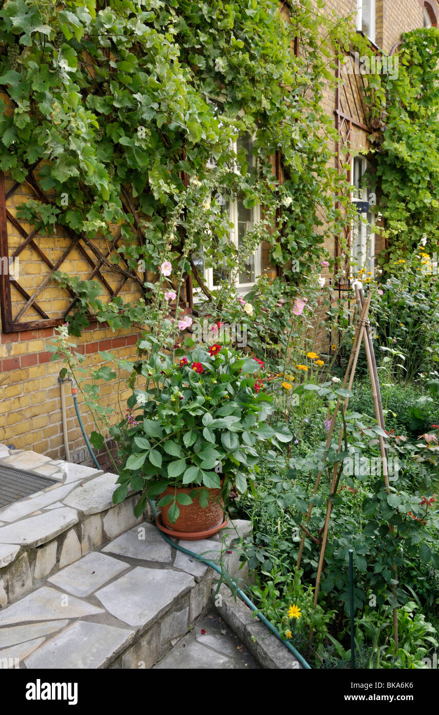 Dahlias (Dahlia) and grape vine (Vitis vinifera). Design: Jutta Wahren Stock Photo